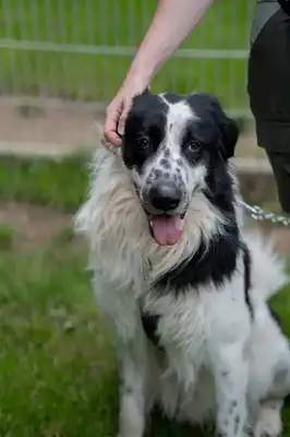 Pongo – Mischling – Bild 17