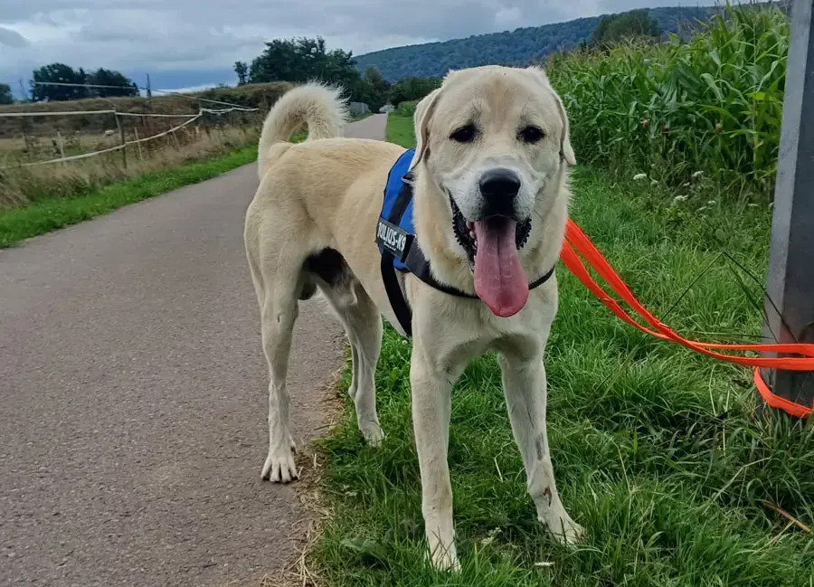 Sero - Kangal-Hirtenhund - Bild 2