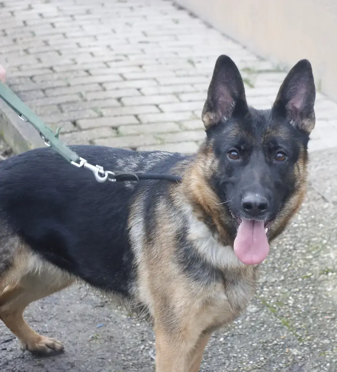 Ida - Deutscher Schäferhund - Bild 1