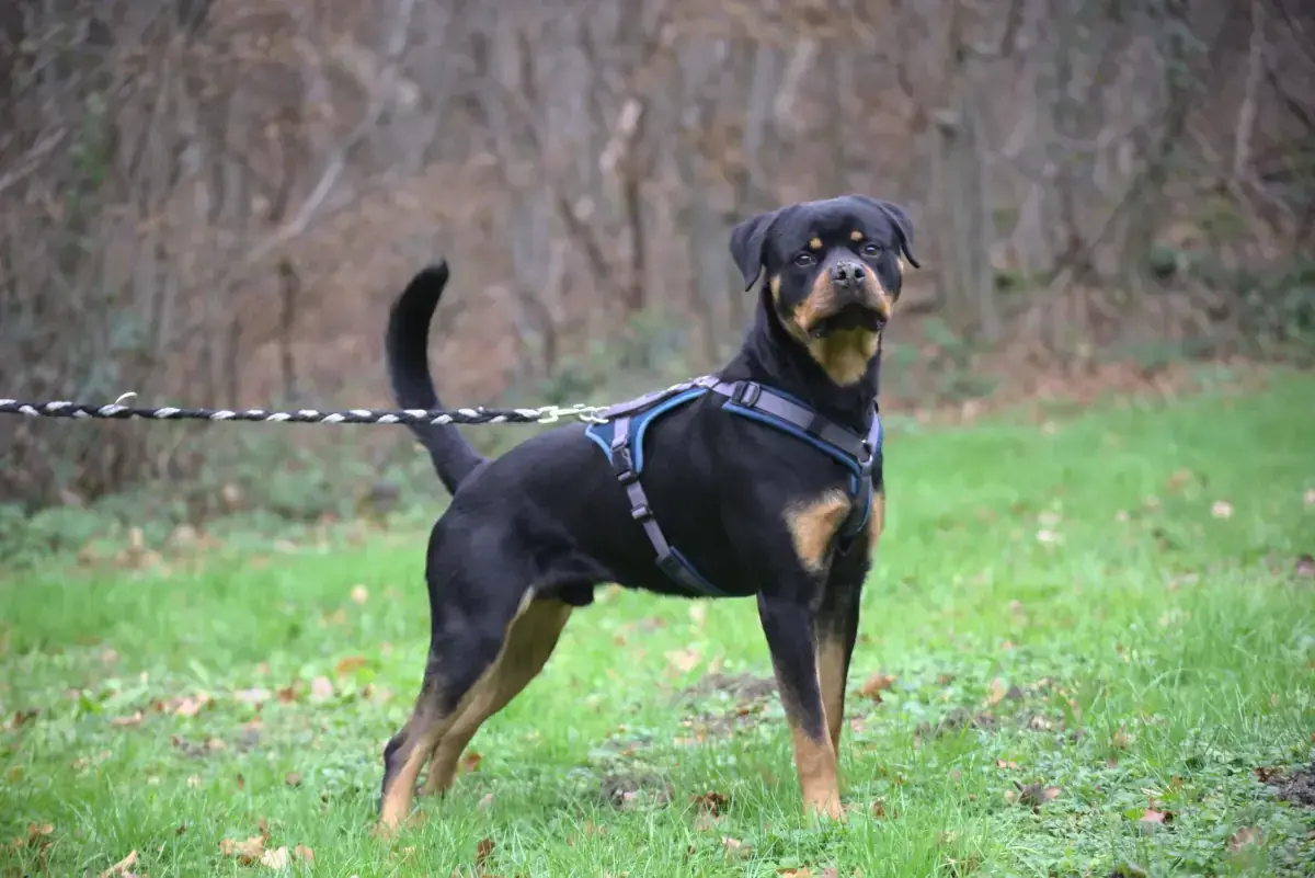Loki - Rottweiler - Bild 4