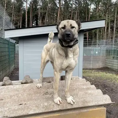 Berta – Kangal-Hirtenhund – Bild 2