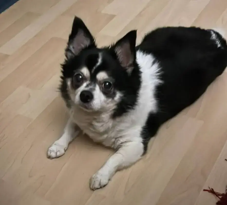 Peanut -  - Bild 1