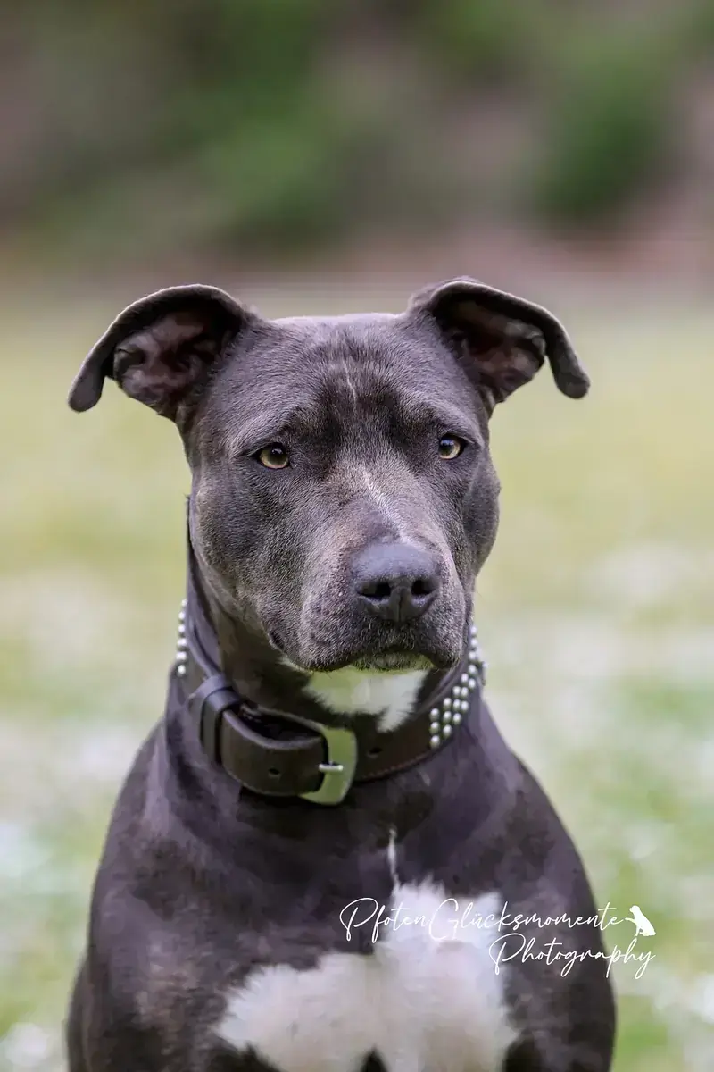 Staffordshire Bullterrier-Mix Malia
