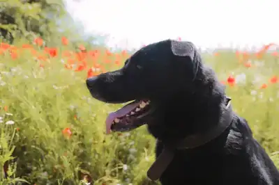 Carlo – Hund – Bild 8
