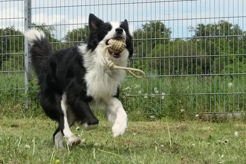 Ernie - Border Collie - Bild 1
