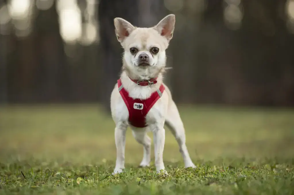 Chihuahua Niki