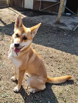 Yuma – Akita – Bild 2