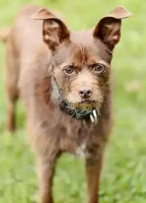 Dallas – Affenpinscher – Bild 2