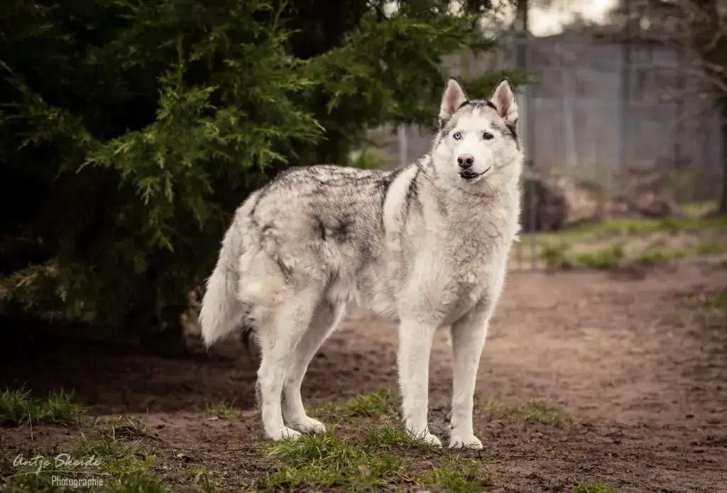 Luke - Siberian Husky - Bild 1