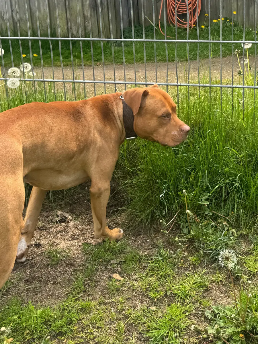 Fred - American Staffordshire Terrier - Bild 4
