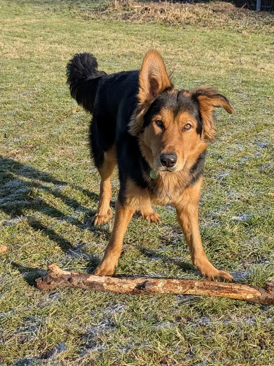 Joschi - Deutscher Schäferhund - Bild 2