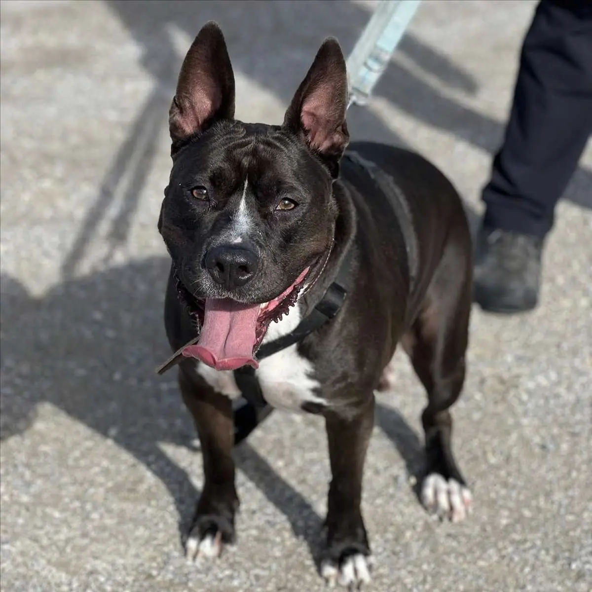 Rio - American Staffordshire Terrier - Bild 4