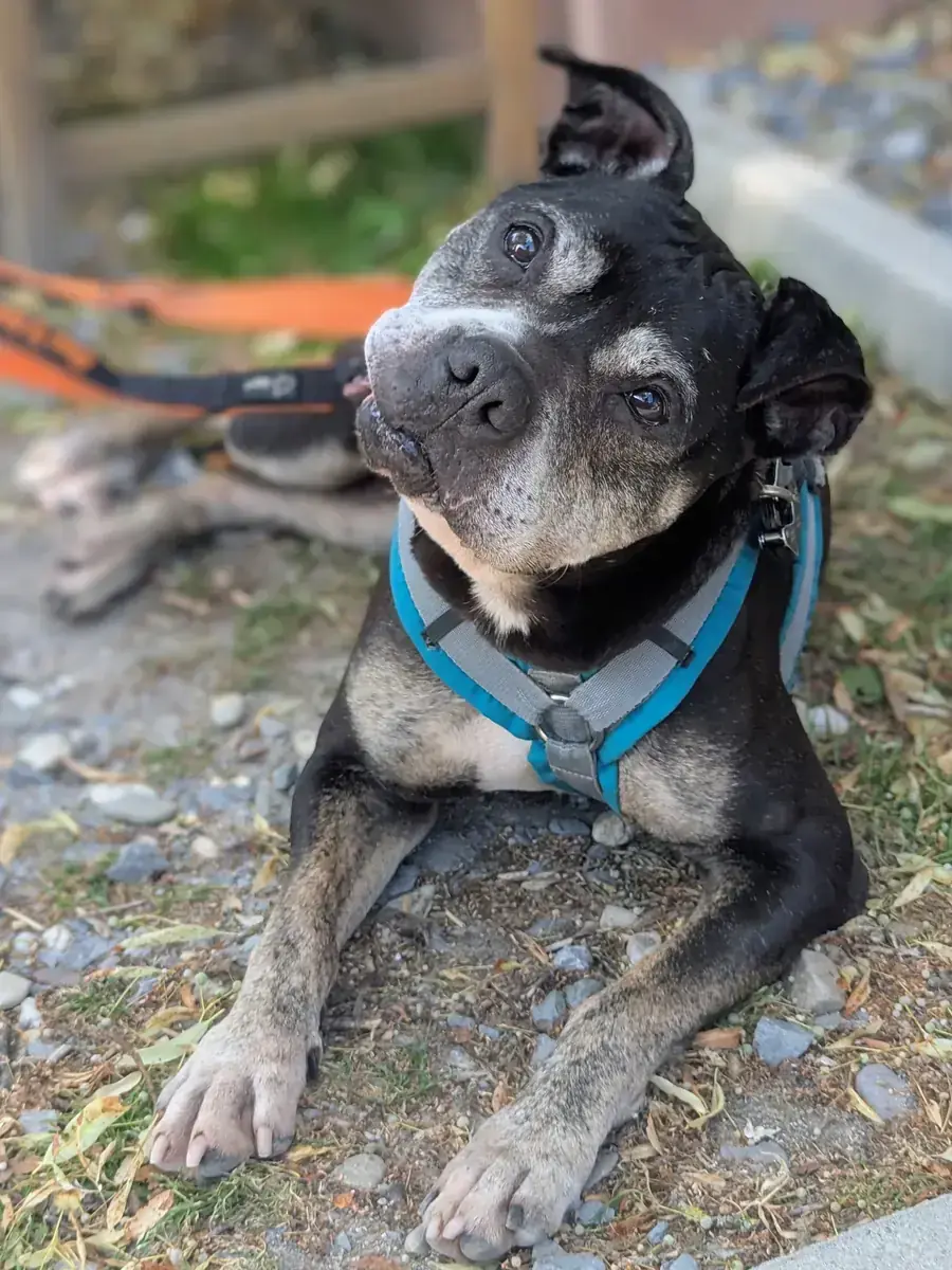 Gucci - American Staffordshire Terrier - Bild 1