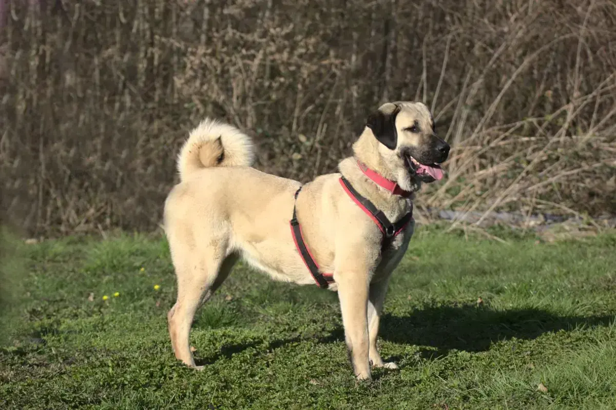 Pamuk - Kangal-Hirtenhund - Bild 4