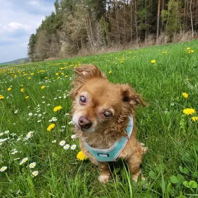 ROBBY -  - Bild 1