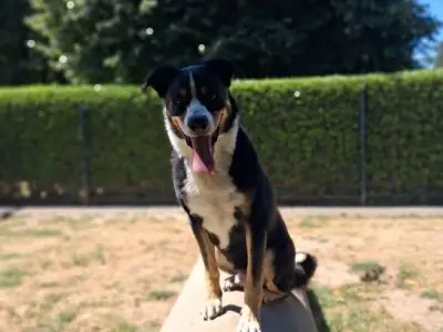 Balu -  - Bild 7
