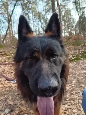 Rex – Deutscher Schäferhund – Bild 2
