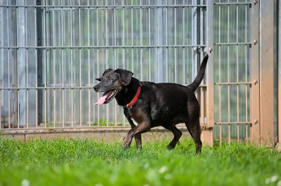 Strolchi - Deutscher Pinscher - Bild 4