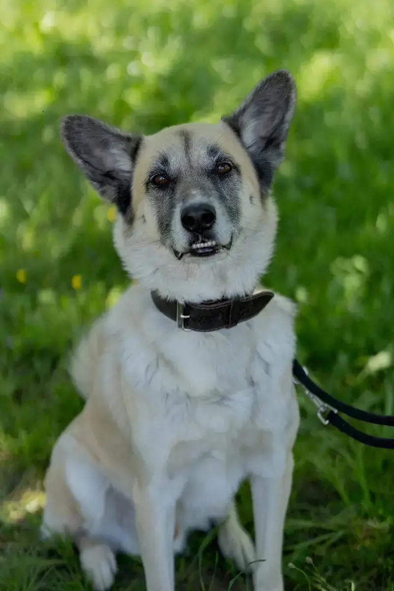 Chester - Deutscher Schäferhund - Bild 1