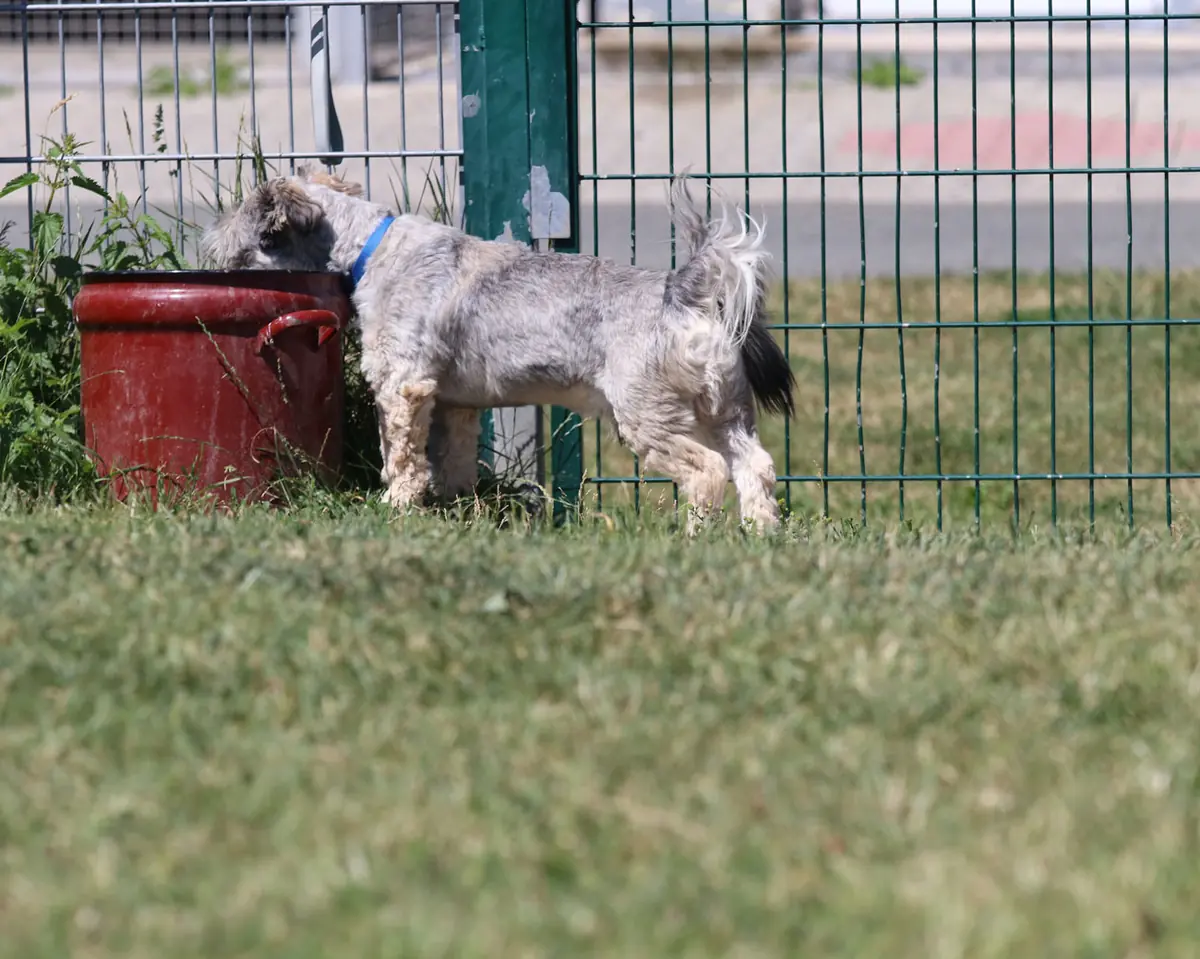 Bobby -  - Bild 8