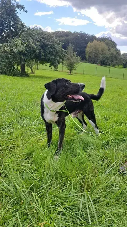 Mix Goliath
