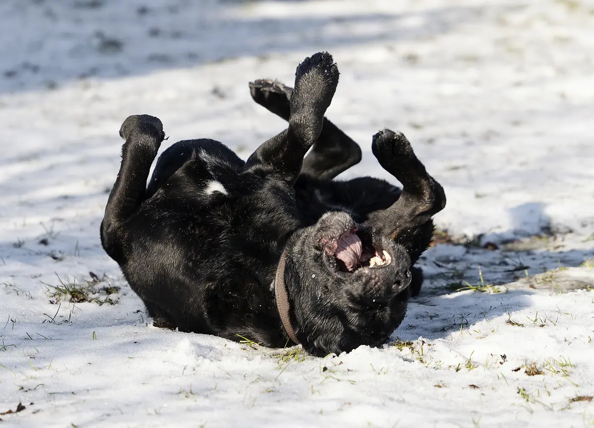 Yoshi - Cane Corso Italiano - Bild 5