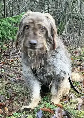 Mascha – Briard – Bild 5