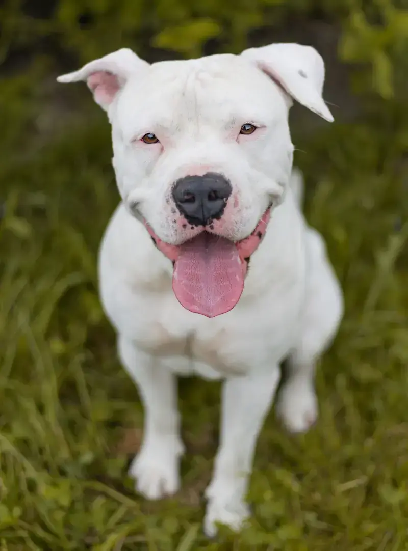 Yuno - American Staffordshire Terrier - Bild 3