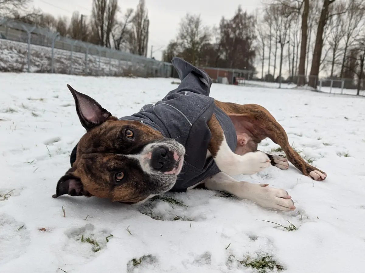 Pauli - American Staffordshire Terrier - Bild 5