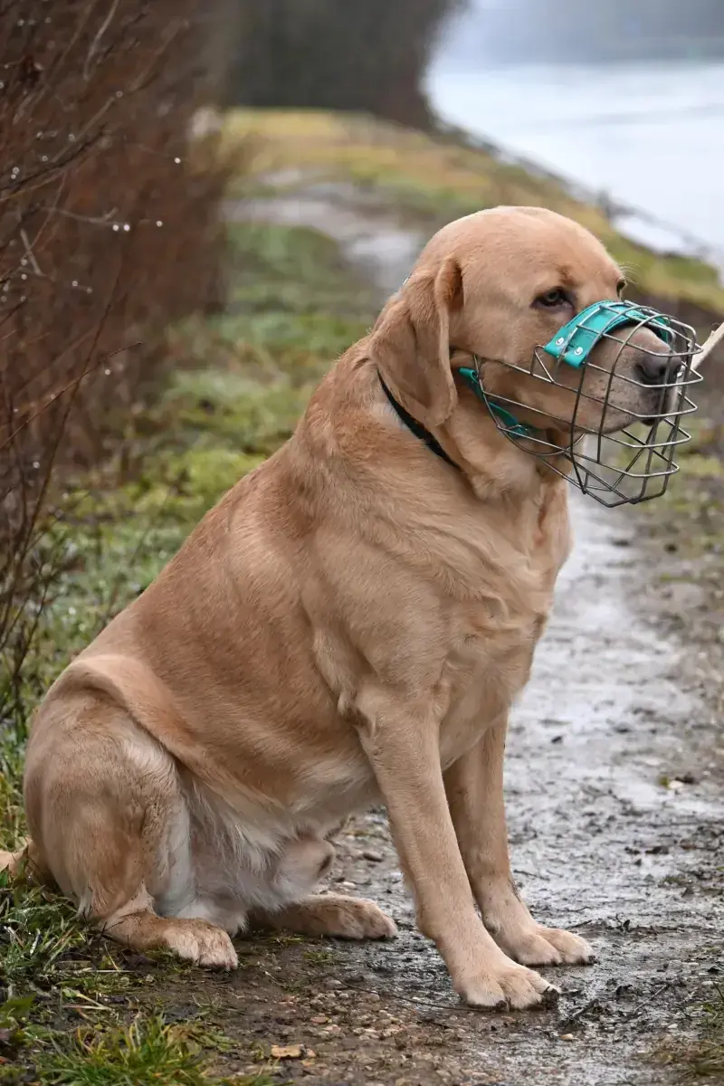 Benito - Labrador Retriever - Bild 14