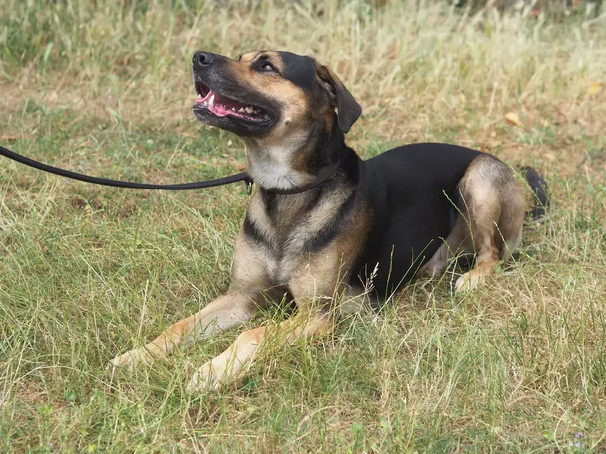 Freddy - Deutscher Schäferhund, Dobermann - Bild 4