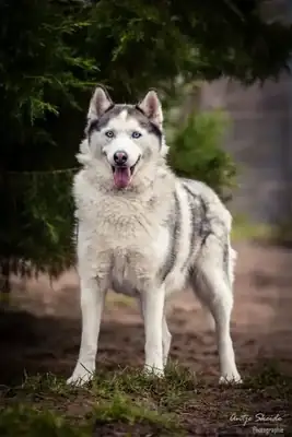Maja – Siberian Husky – Bild 5