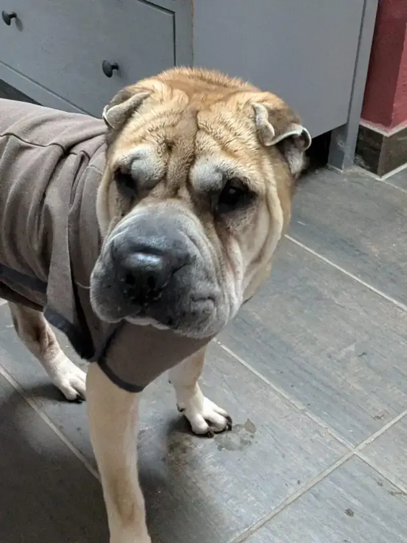 Choko - Shar-Pei - Bild 2
