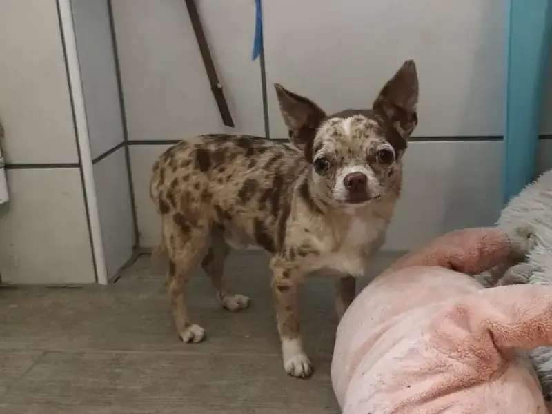Hugo - Chihuahua - Bild 12