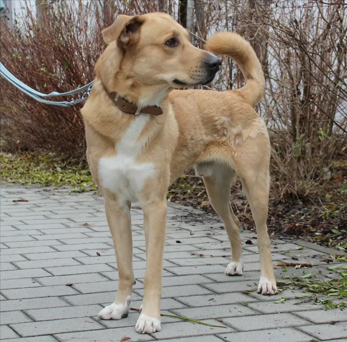 HARALD - Deutscher Schäferhund, Labrador Retriever - Bild 2