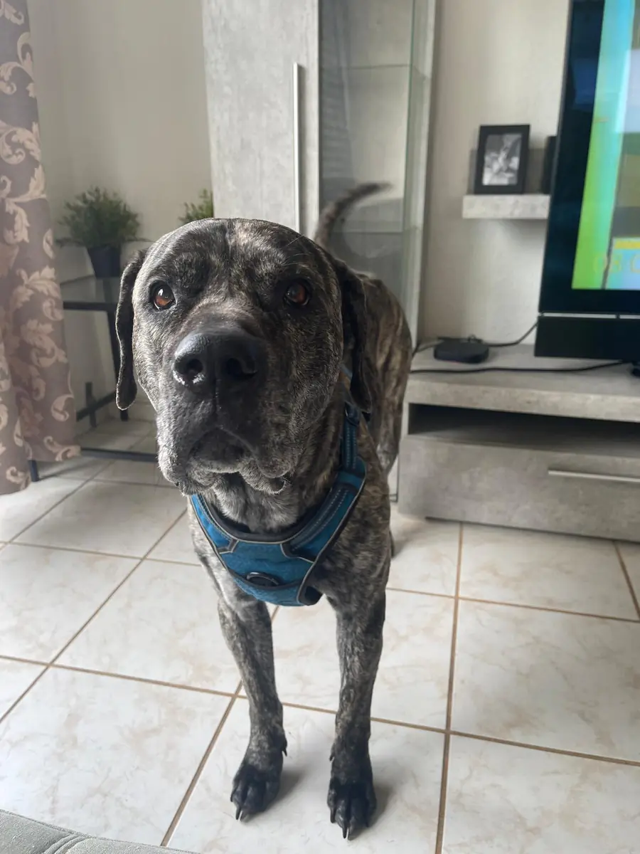 Lila - Dogo Canario - Bild 3