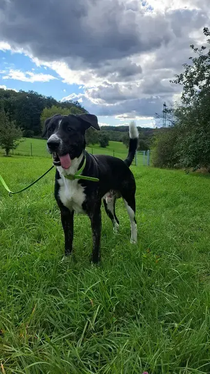 Goliath -  - Bild 3