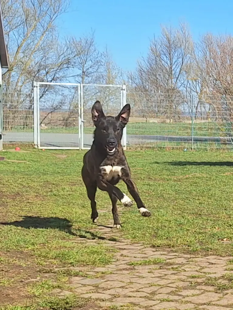 Mailo -  - Bild 2