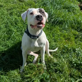 Mia - Dogo Argentino - Bild 4