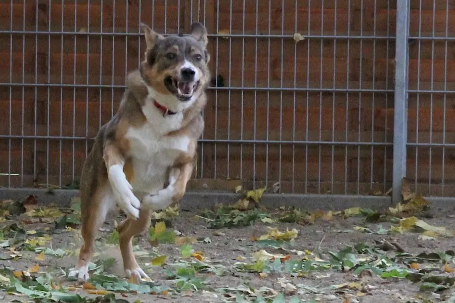 Amy - Deutscher Schäferhund - Bild 5