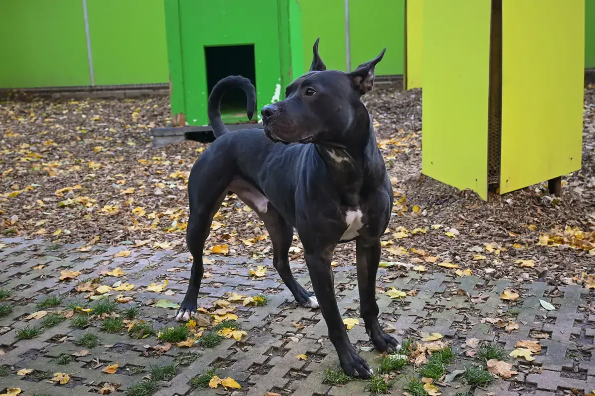 Ares -  - Bild 10