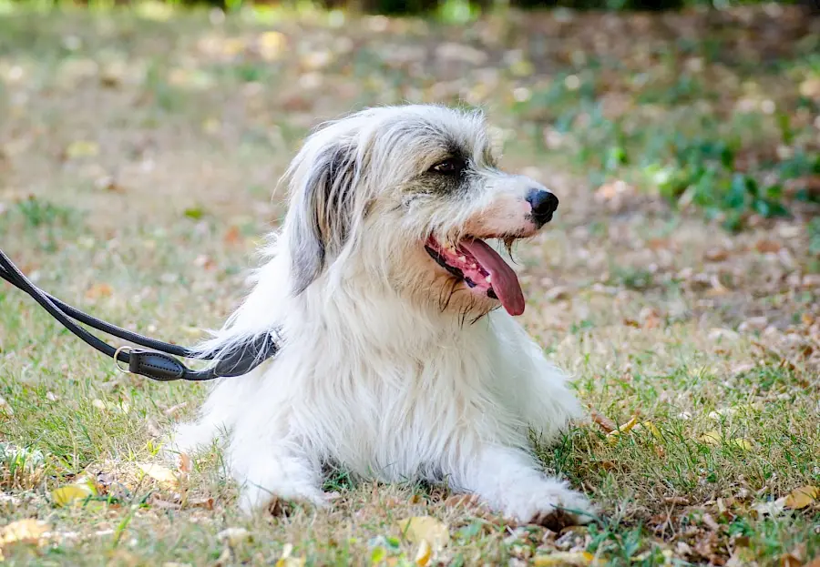 Salo -  - Bild 5