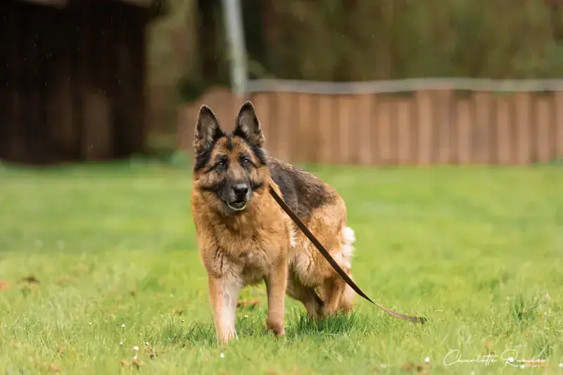 Lana - Deutscher Schäferhund - Bild 3