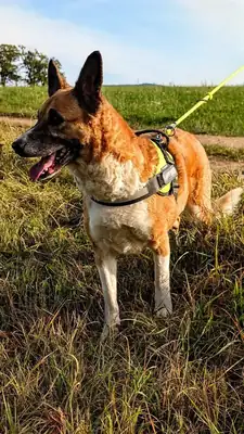 Cleo – Mischling – Bild 3