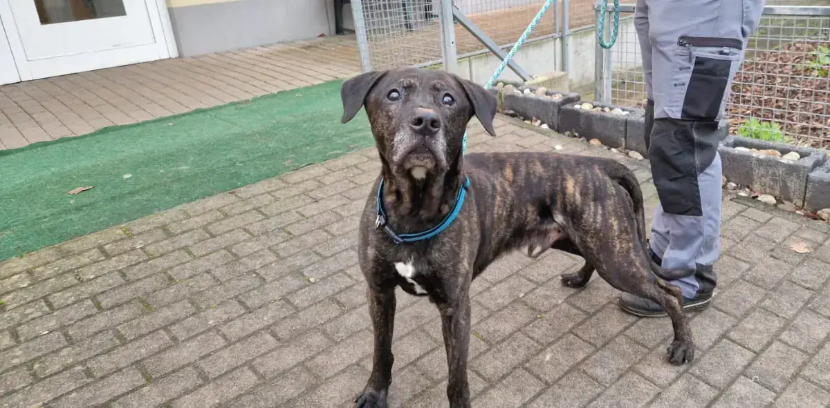 Kovo - Labrador Retriever - Bild 5