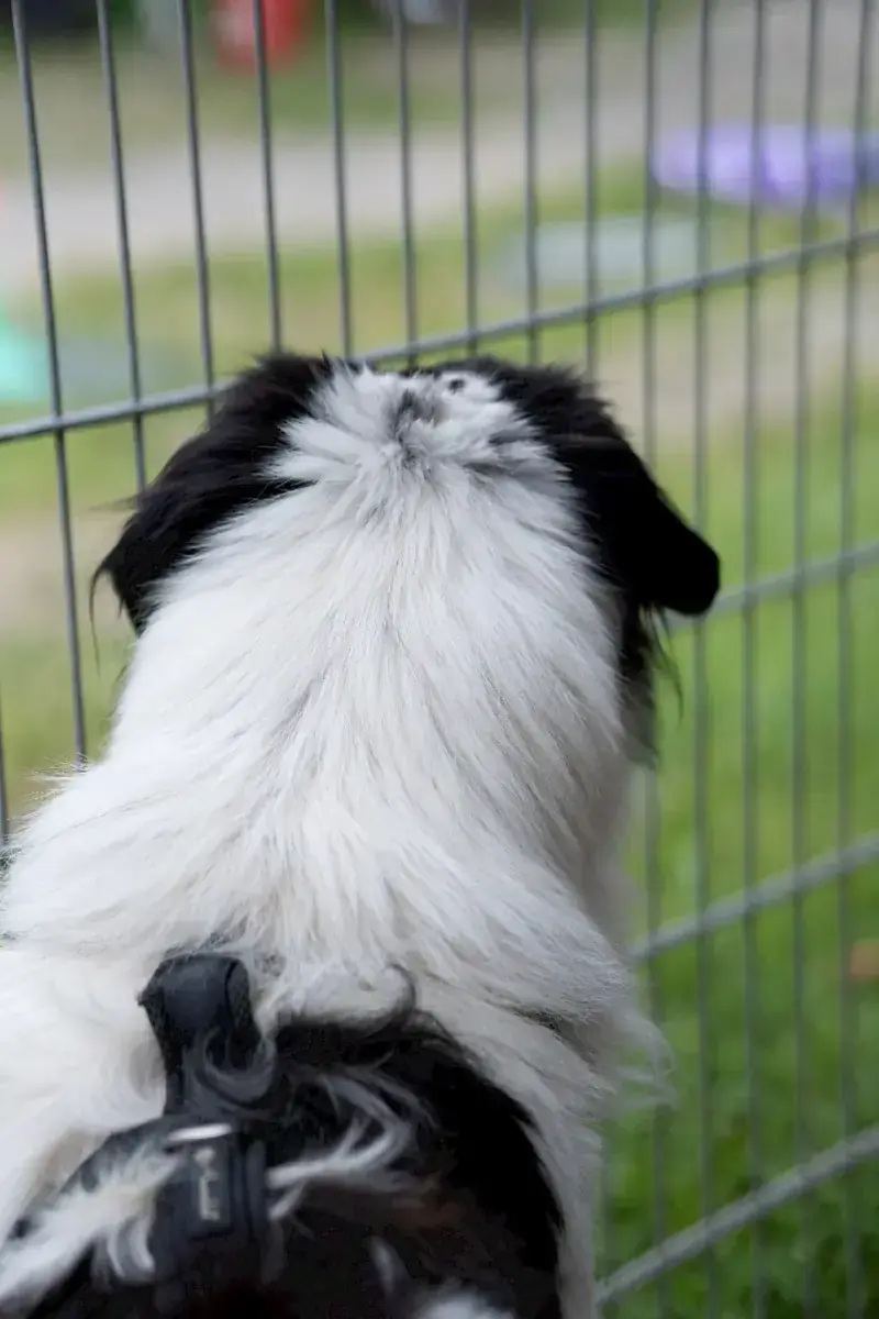 Pongo -  - Bild 11