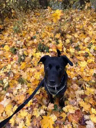 Yoshi - Labrador Retriever - Bild 4