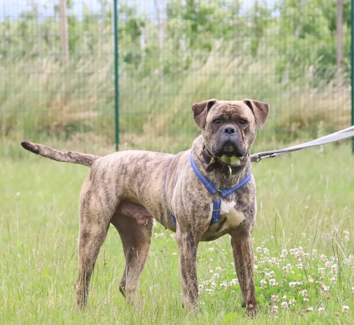 Leo - Bullmastiff - Bild 1