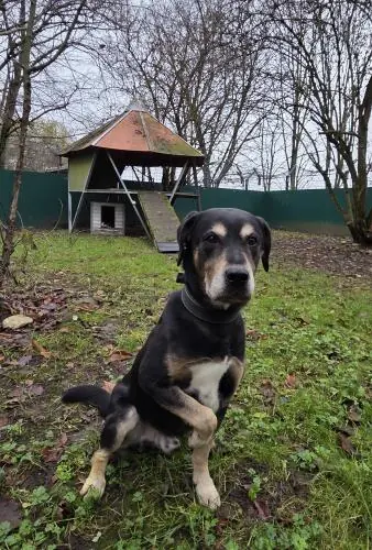 Chicco -  - Bild 2