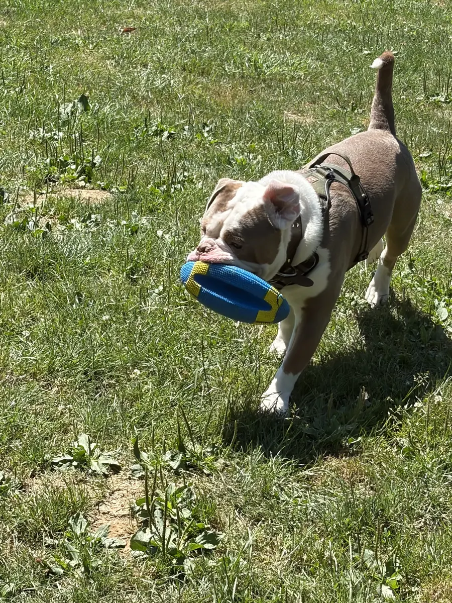 Ragnar - Englische Bulldogge - Bild 3